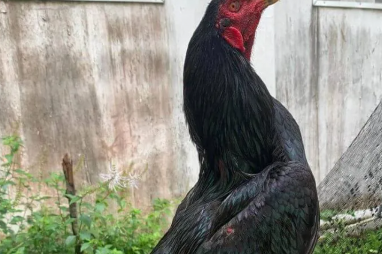 Mitos dan Arti Primbon Ayam Bangkok Super Hitam, Tampilan Garang yang Sulit Dilawan