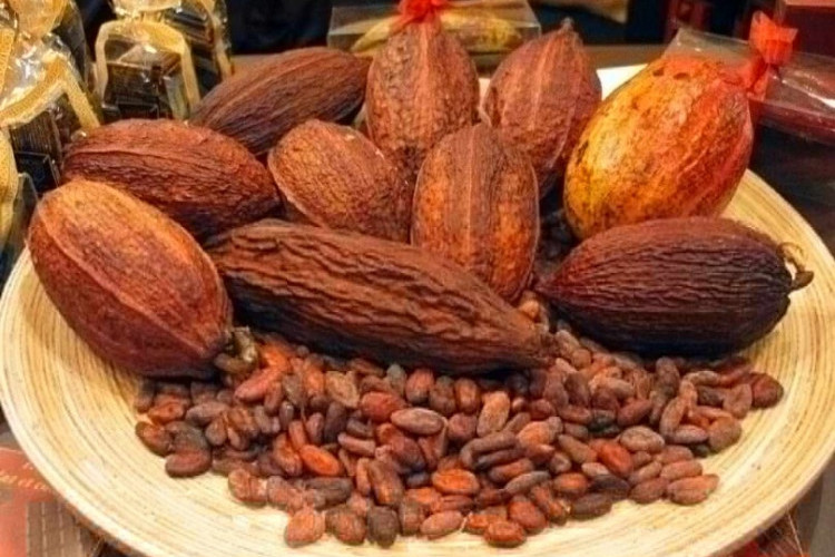 Harga Kakao Kering Hari Ini 8 Mei 2024 Terlengkap, Kembali Alami Kelonjakan Per Kg!