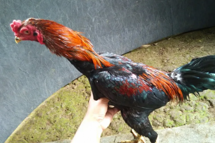 Daftar Harga Ayam Koyngon Terbaru 2023, Siap Untuk Diadu dan Sering Menang Pertandingan