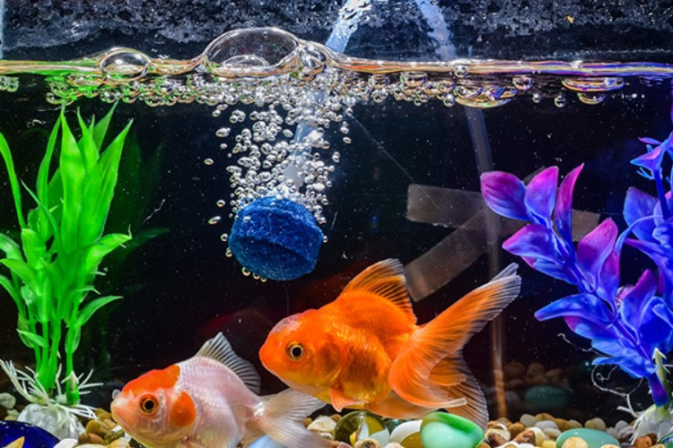 Mengenal Aerator Aquarium: Pengertian, Fungsi, Cara Merawat, dan Perbedaannya Dengan Filter Air