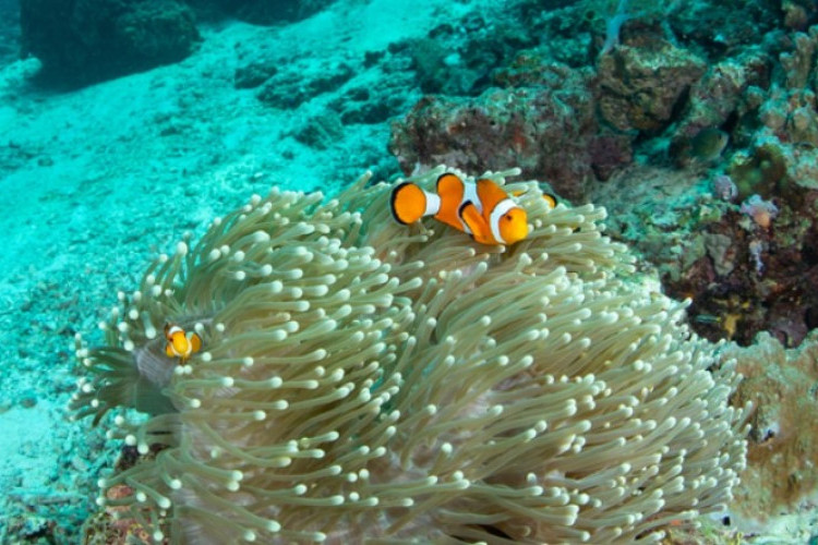 Jelaskan 5 Upaya Pemanfaatan Laut dalam Meningkatkan Perekonomian, Ini Jawaban Lengkapnya