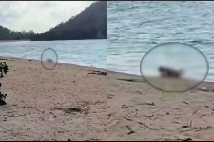 Gempar! Video Bule Berhubungan Mesum di Pantai Kuta Mandalika Viral, Polisi Lakukan Penyelidikan