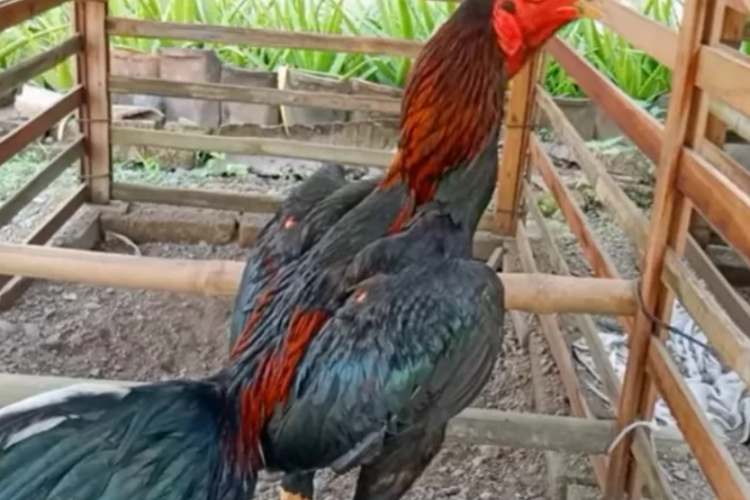 Mengenal Ritual Guna Ayam Jago Untuk Pengesahan Calon Warga PSHT, Jadi Simbol Kesiapan Menghadapi Tantangan