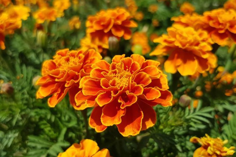 Mengenal Bunga Tai Ayam (Marigold) Si Oren Cantik Berbau Udik yang Ternyata Punya Banuak Manfaat Loh 