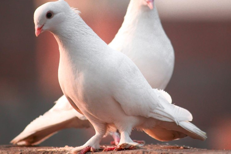 Cara Membuat Jebakan Burung Merpati Liar yang Ampuh, Catat Baik-Baik