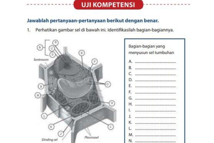 Soal PTS IPA Kelas 8 Semester Genap Kurikulum Merdeka Tahun 2023, Materi Gaya dan Organ Tubuh Manusia 