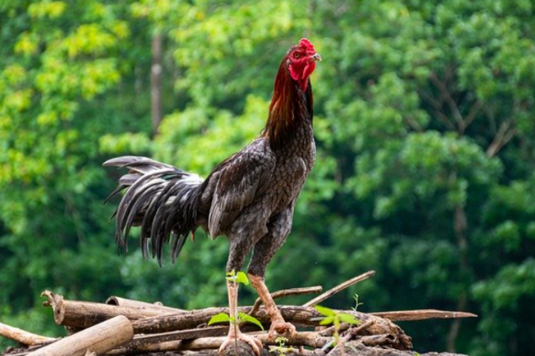 Jenis Kandang yang Cocok Untuk Ternak Ayam Bangkok, Agar Tidak Salah Piih Untuk Usaha