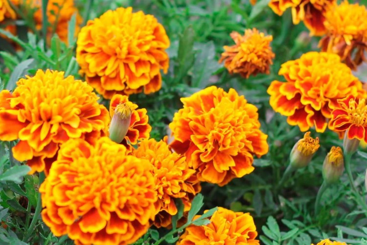 Cara Menanam Bunga Marigold atau Bunga Tahi Ayam dan Perawatannya yang Gampang Banget Buat Kaum Mageran