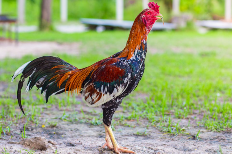 Cara Membuat Kandang Ayam Bangkok dari Kayu Sederhana, Dijamin Mudah Banget Untuk Budget Ekonomis