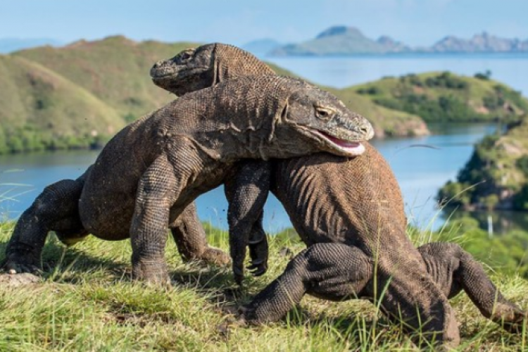 Jawaban TTS Pulau Di Kawasan Taman Nasional Komodo Adalah?  Tebak Tebakan Mudah yang Banyak Dicari