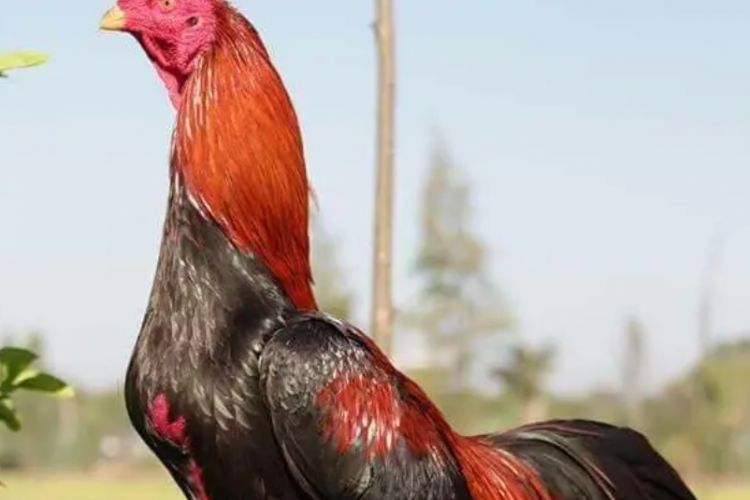 Cara Merawat Ayam Bangkok Klasik yang Baik dan Benar, Buat Ternakmu Jadi Lebih Sehat!