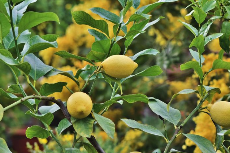 Resep Pupuk Perangsang Tanaman dan Buah-Buahan Alami , Bisa Pake Micin Juga Lho!