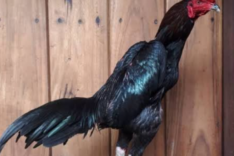 Cara Merawat Ayam Bangkok Super Hitam Agar Tumbuh Lebih Sehat dan Kuat