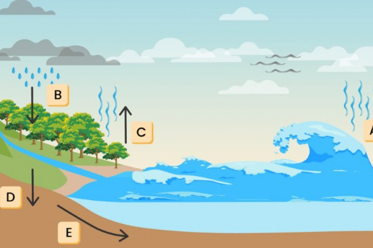 Contoh Bagan Siklus Air yang Mudah Digambar, Lebih Jelas Untuk Dipahami