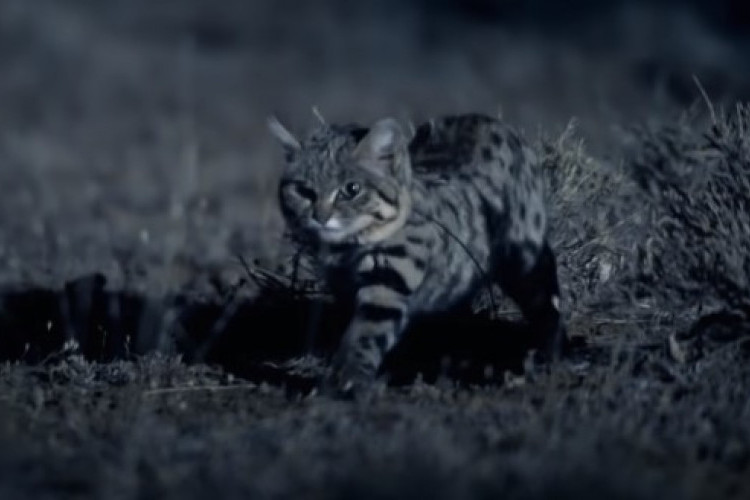 Ini Wujud Kucing Paling Mematikan di Dunia, Jangan Salfok Dengan Wajah Imutnya