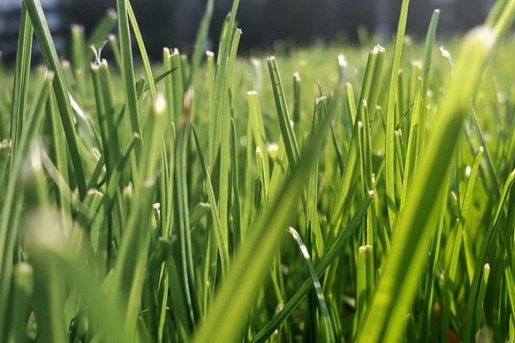 Cara Mematikan Rumput Liar Secara Permanen Yang Mudah, Cepat, dan Efektif Pakai Bahan Dapur