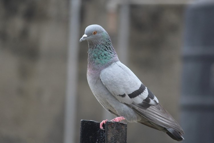 5 Rekomendasi Umpan Untuk Menjebak Burung Merpati Masuk Ke Kandang