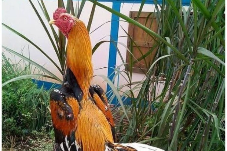 Cara Lolos Tes Ayam Jago PSHT, Seleksi Wajib Pakai Ayam Wiring Kuning Untuk Siswa Baru 