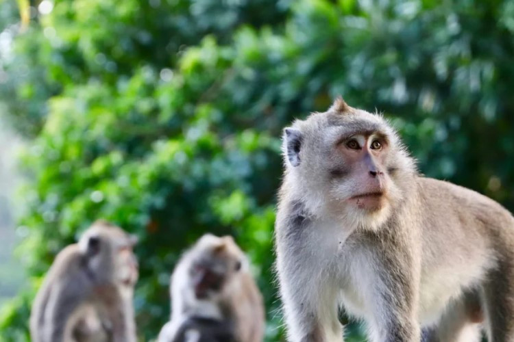 Plus De 40 Singes Se Sont Échappés D'un Centre De Recherche En Caroline Du Sud, Que Se Passe-t-il ?