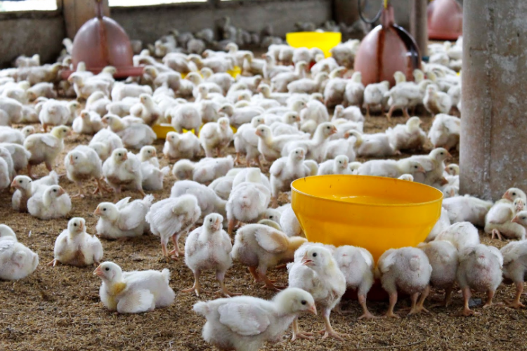 Harga Obat Penambah Nafsu Makan Ayam Terbaru 2023, Bisa Buat Ayam Jadi Makin Sehat