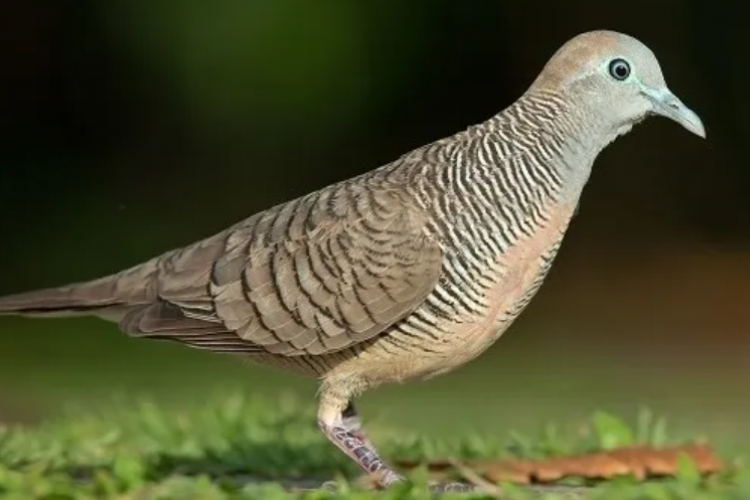 Ukuran Kandang Minimalis Untuk Ternak Perkutut, Tempat Nyaman Untuk Sangkar Burung