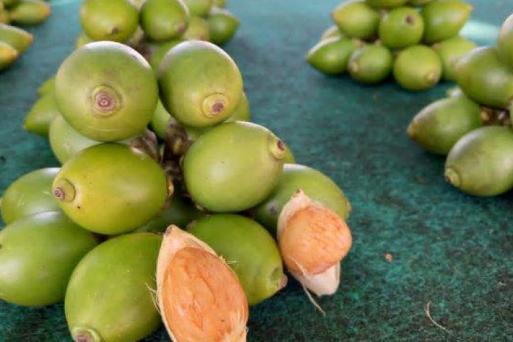 Harga Buah Pinang Terbaru di Pasaran, Tersedia Berbagai Varian (Iris, Segar, Kering)