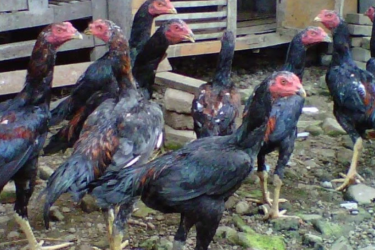 Cara Merawat Ayam Bangkok Umur 3 Bulan Dijamin Tumbuh Sehat Dan Siap