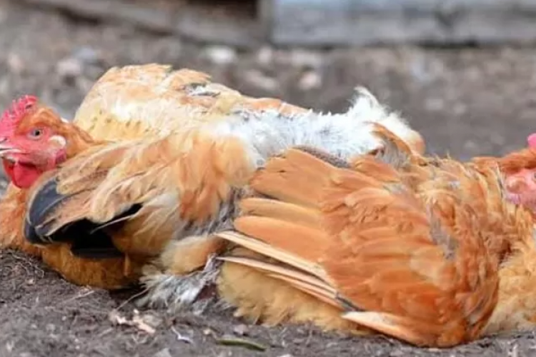 Rekomendasi Obat Alami Untuk Ayam Ngorok dan Pilek Paling Ampuh, Gak Perlu Lagi Keluarin Duit Banyak