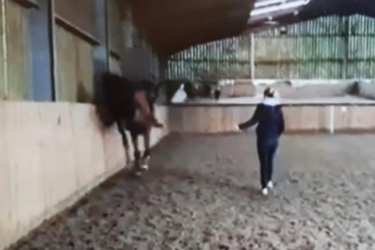 Vidéo montrant britannique olympique Charlotte Dujardin battant cheval en séance d'entraînement!