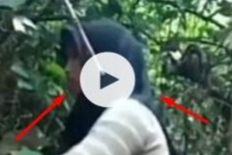 Link Video Viral Pacitan Neng Alas No Cut No Sensor HD Siswa SMP Terciduk Main Gituan di Kebun Warga