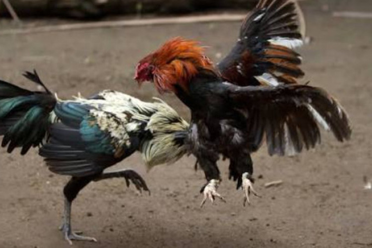 150 Nama Ayam yang Bikin Hoki, Keren dengan Makna Penuh Harapan