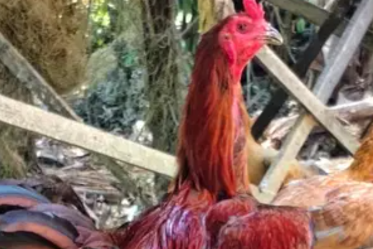 Ciri dan Keunggulan Ayam Pama Ninja, Jengger Tegak dan Akurasi Pukulannya Tepat