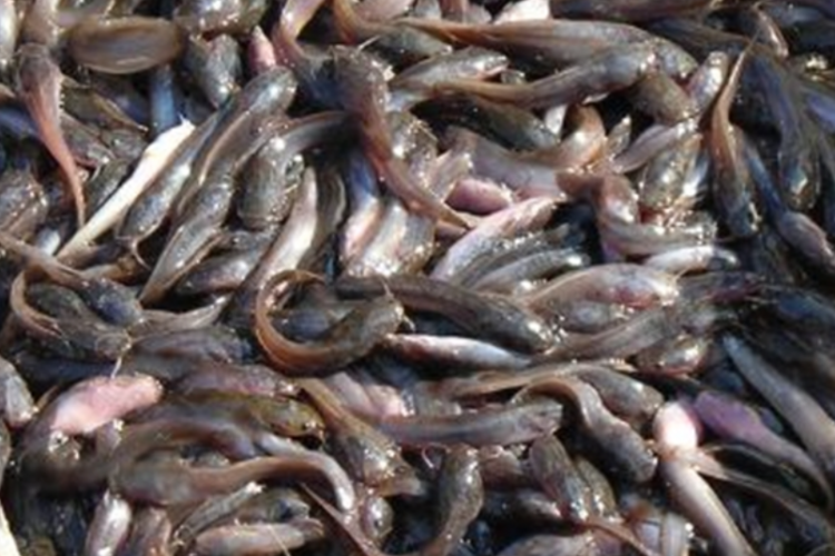 Cara Membuat Pakan Alternatif Ikan Lele dengan Batang Talas, Gampang Banget! Dijamin Aman di Kantong