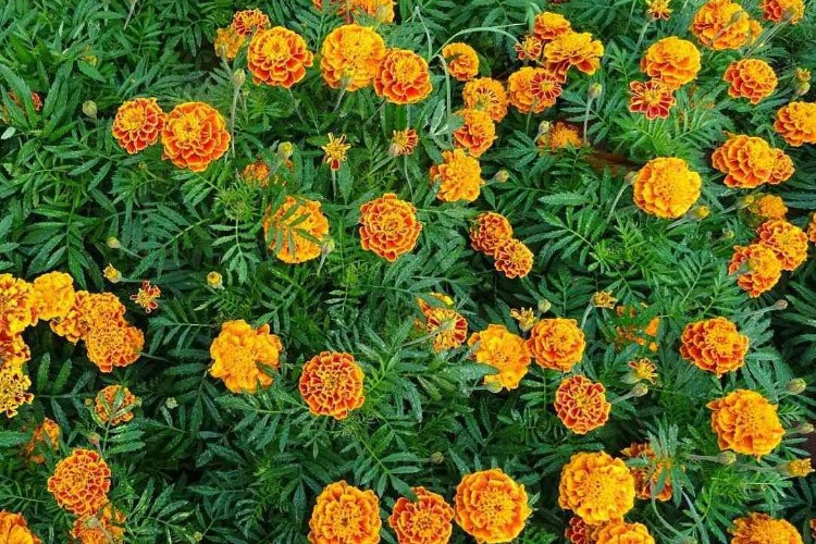 Cara Mengonsumsi Bunga Tahi Ayam atau Marigold, Bisa Dijadikan Teh Untuk Meningkatkan Imunitas Tubuh