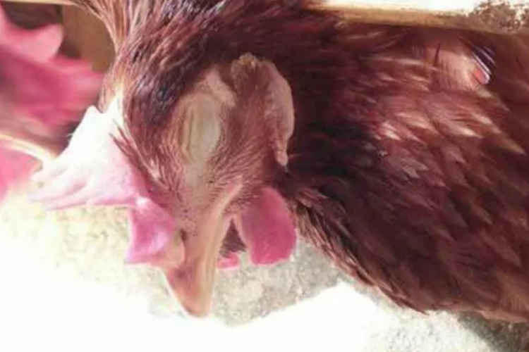 Obat Snot Ayam di Apotek dan Harga Terbarunya 2023, Cara Cepat Atasi Penyakit Ternak