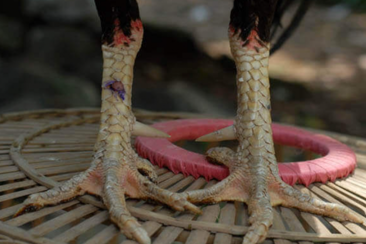 Cara Memilih Sisik Ayam Mematikan Pembunuh No 1, Ayam Aduan Makin Gagah dan Mempesona