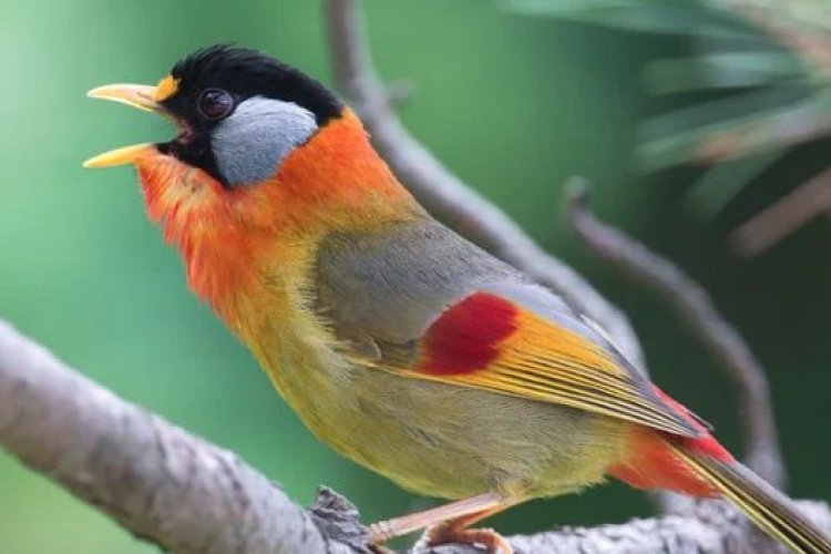 Manfaat Suara Jangkrik Untuk Burung Kicauan, Suara Burung  Jadi Semakin Unik