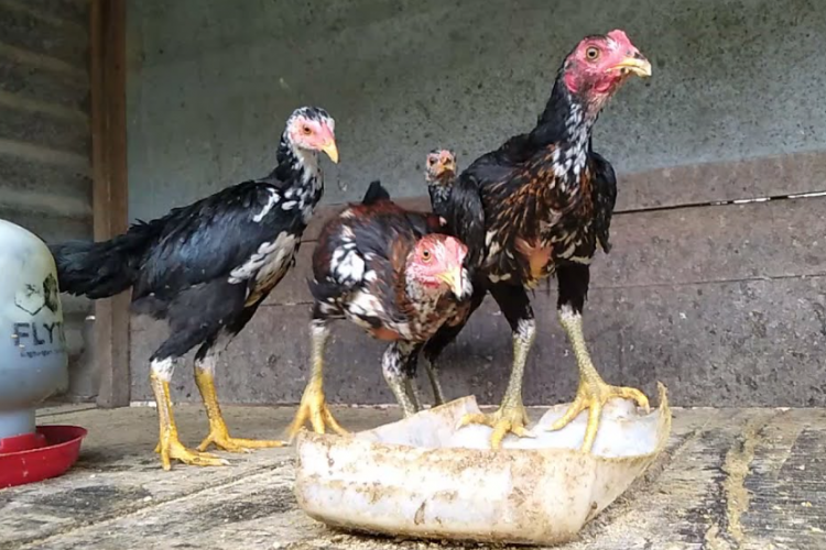 Daftar Harga Ayam Bangkok Umur 3 Bulan Terbaru 2023, Miliki Kualitas Super dan Cocok Untuk Diadu