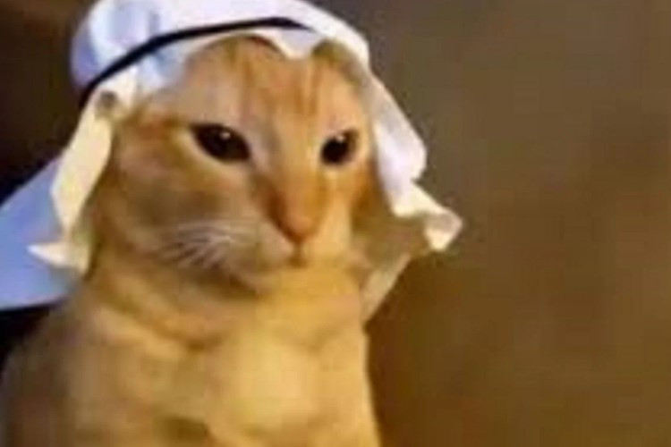 Kumpulan Gambar PP Kucing Ramadhan 2024 Full Hd Kocak Yang Bikin Ngakak, Unduh di Sini 