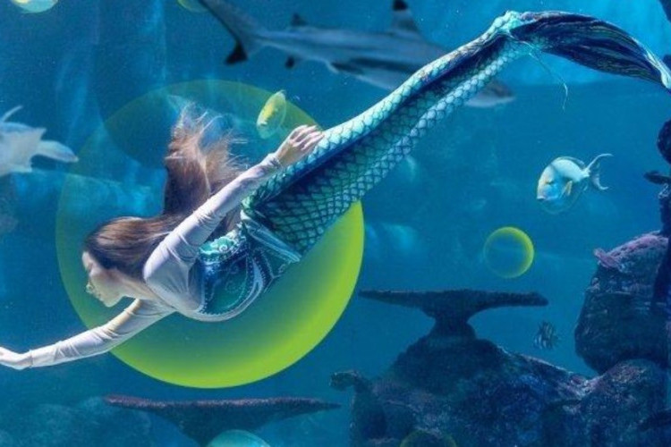 Harga Tiket Jakarta Aquarium Safari Terbaru 2023 Untuk Weekday dan Weekend, Beserta Fasilitas yang Didapat