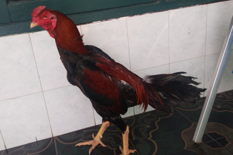 Cara Merawat Ayam Mangon Agar Sehat dan Selalu Prima Saat Bertarung