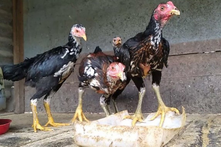 Tahapan Pakan Ayam Bangkok Umur 3 Bulan, Harus Tinggi Protein!