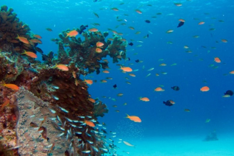 Cara Memanfaatan Sumber Daya Laut yang Baik dan Benar, Agar Tetap Terjaga Kelestariannya