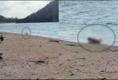 Gempar! Video Bule Berhubungan Mesum di Pantai Kuta Mandalika Viral, Polisi Lakukan Penyelidikan