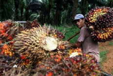 Turun Cukup Drastis! Harga Kelapa Sawit Petani Mitra Swadaya di Riau Desember 2023 Sudah Rilis