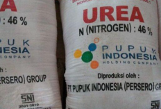 Kapan Bantuan Pupuk Subsidi di Kabupaten Lampung Timur Keluar? Ini Kriteria Petani yang Bakalan Dapat Bansos!
