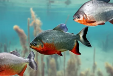 Jenis Umpan Ikan Bawal Untuk Kolam Galatama, Mudah di Buat dengan Bahan Sederhana!
