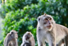 Plus De 40 Singes Se Sont Échappés D'un Centre De Recherche En Caroline Du Sud, Que Se Passe-t-il ?