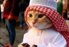 Download PP Kucing Ramadhan 2024 Menyambut Bulan Puasa Pastikan Stay Halal Brother