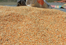 Tekan Kenaikan Harga, Pemerintah Melalui Mendag Impor Jagung Ternak 250.000 Ton 2 Kali Sepanjang Oktober 